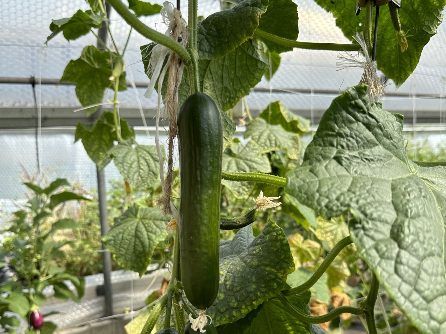 Zucchini