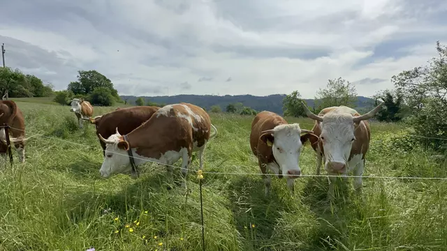 Kühe auf der Weide