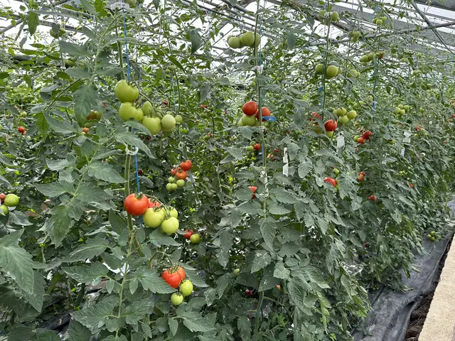 Tomaten